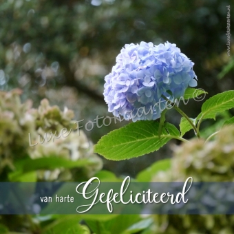 Gefeliciteerd Algemeen - hortensia blauw